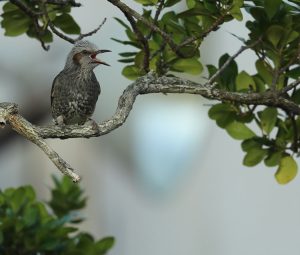 Brown-eared Bulbul, 栗耳短脚鹎, Hypsipetes amaurotis-gallery-