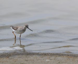 Terek Sandpiper, 翘嘴鹬, Xenus cinereus-gallery-