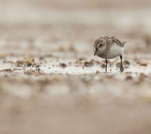 Red-necked Stint, 红颈滨鹬, Calidris ruficollis-gallery-