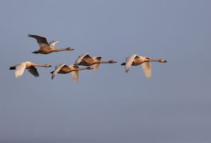 Tundra Swans, 小天鹅, Cygnus columbianus-gallery-