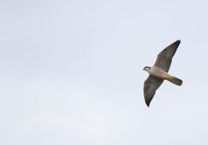 Peregrine Falcon, 游隼, Falco peregrinus-gallery-