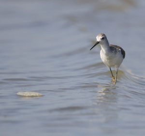 Marsh Sandpiper, 泽鹬, Tringa stagnatilis-gallery-