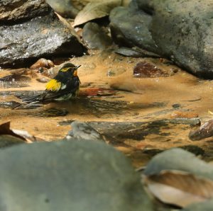 Narcissus Flycatcher, 黄眉姬鹟, Ficedula narcissina-gallery-