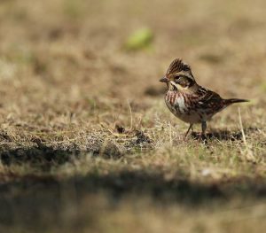 Rustic Bunting, 田鹀, Emberiza rustica-gallery-