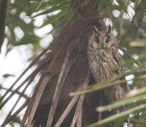 Long-eared Owl, 长耳鸮, Asio otus-gallery-