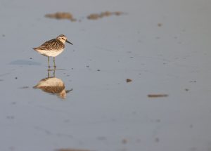 Broad-billed Sandpiper, 阔嘴鹬, Calidris falcinellus-gallery-