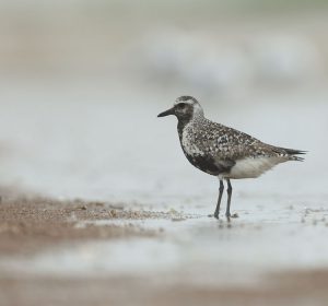 Grey Plover, 灰斑鸻, Pluvialis squatarola-gallery-