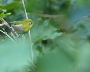 Japanese White-eye, 暗绿绣眼鸟, Zosterops japonicus-gallery-