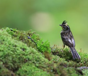 Yellow-throated Bunting, 黄喉鹀, Emberiza elegans-gallery-