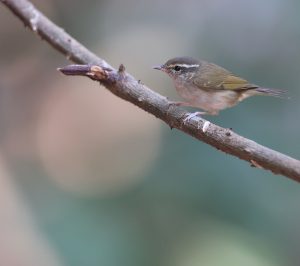 Pale-legged Leaf Warbler, 淡脚柳莺, Phylloscopus tenellipes-gallery-