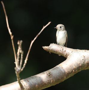 Asian Brown Flycatcher, 北灰鹟, Muscicapa dauurica-gallery-