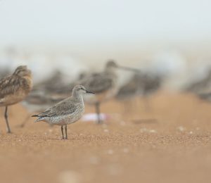 Red Knot, 红腹滨鹬, Calidris canutus-gallery-