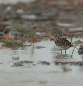 Sharp-tailed Sandpiper, 尖尾滨鹬, Calidris acuminata-gallery-