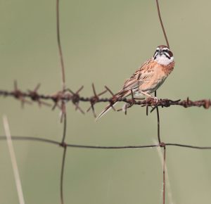 Meadow Bunting, 三道眉草鹀, Emberiza cioides-gallery-