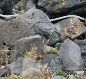 Red-throated Pipit, 红喉鹨, Anthus cervinus-gallery-