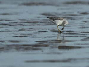 Nordmann's Greenshank, 小青脚鹬, Tringa guttifer-gallery-