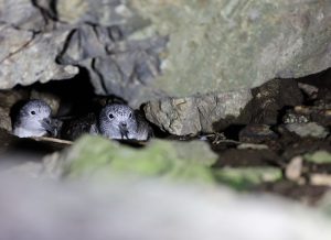 Streaked Shearwater, 白额鹱, Calonectris leucomelas-gallery-