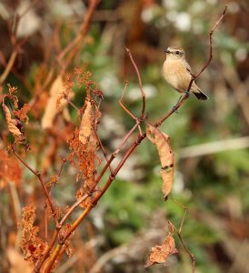 Stejneger's Stonechat, 东亚石䳭, Saxicola stejnegeri-gallery-