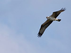 Western Osprey, 鹗, Pandion cristatus-gallery-