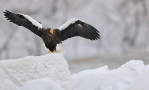 Steller's Sea Eagle, 虎头海雕, Haliaeetus pelagicus-gallery-