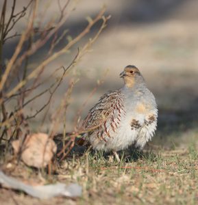 Daurian Partridge, 斑翅山鹑, Perdix dauurica-gallery-