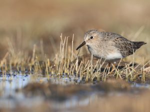 Temminck's Stint, 青脚滨鹬, Calidris temminckii-gallery-