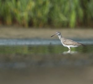 Grey-tailed Tattler, 灰尾漂鹬, Tringa brevipes-gallery-