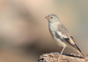 Black-winged Snowfinch, 褐翅雪雀, Montifringilla adamsi-gallery-