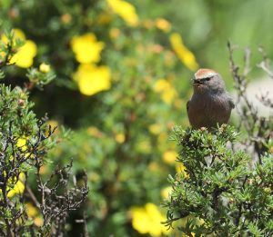 White-browed Tit-warbler, 花彩雀莺, Leptopoecile sophiae-gallery-