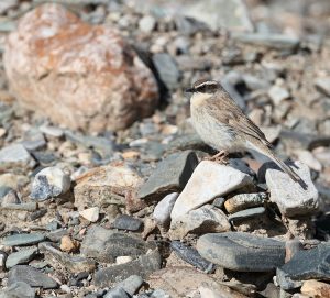 Brown Accentor, 褐岩鹨, Prunella fulvescens-gallery-