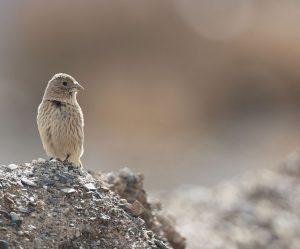 Great Rosefinch, 大朱雀, Carpodacus rubicilla-gallery-