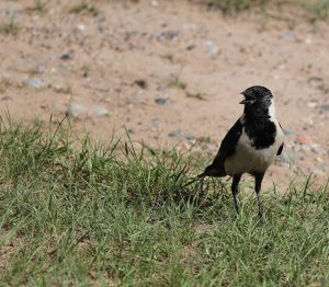 Daurian Jackdaw, 达乌里寒鸦, Coloeus dauuricus-gallery-