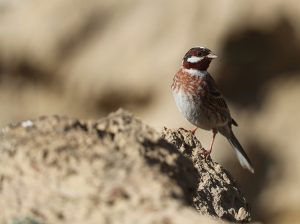 Pine Bunting, 白头鹀, Emberiza leucocephalos-gallery-