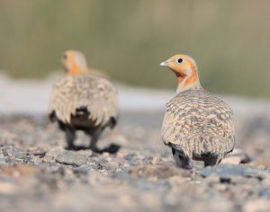 Pallas’s Sandgrouse, 毛腿沙鸡, Syrrhaptes paradoxus-gallery-