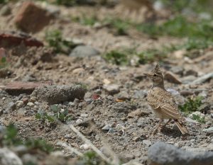 Crested Lark, 凤头百灵, Galerida cristata-gallery-