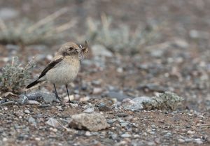 Desert Wheatear, 漠䳭, Oenanthe deserti-gallery-