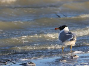 Pallas’s Gull, 渔鸥, Ichthyaetus ichthyaetus-gallery-