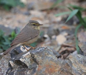 Sulphur-bellied Warbler, 灰柳莺, Phylloscopus griseolus-gallery-