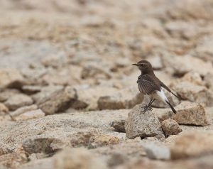 Pied Wheatear, 白顶䳭, Oenanthe pleschanka-gallery-