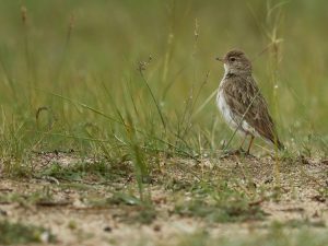 Hume’s Short-toed Lark, 细嘴短趾百灵, Calandrella acutirostris-gallery-