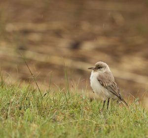 Ground Tit, 褐背擬地鴉, Pseudopodoces humilis-gallery-