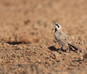 Horned Lark, 角百灵, Eremophila alpestris-gallery-