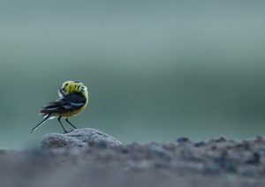 Citrine Wagtail, 黄头鹡鸰, Motacilla citreola-gallery-