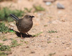 Elliot’s Laughingthrush, 橙翅噪鹛, Trochalopteron elliotii-gallery-