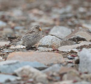 Sillem’s Rosefinch, 褐头岭雀, Carpodacus sillemi-gallery-