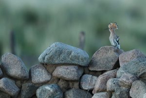 Hoopoe, 戴胜, Upupa epops-gallery-