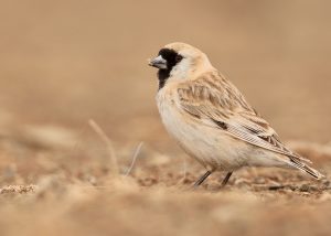 Pere David’s Snowfinch, 黑喉雪雀, Pyrgilauda davidiana-gallery-