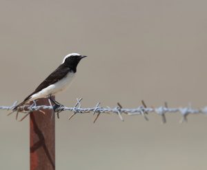 Pied Wheatear, 白顶䳭, Oenanthe pleschanka-gallery-