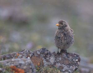 Tibetan Rosefinch, 藏雀, Carpodacus roborowskii-gallery-