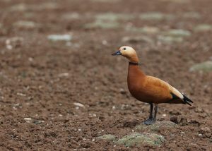 Ruddy Shelduck, 赤麻鸭, Tadorna ferruginea-gallery-